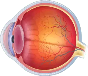 Normal Eye without Glaucoma showing healthy optic nerve and proper drainage